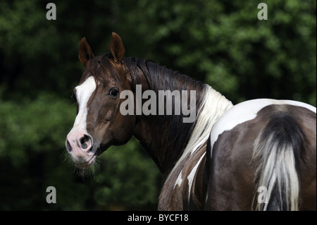 Cavallo di vernice (Equus caballus ferus). Ritratto di uno stallone. Foto Stock