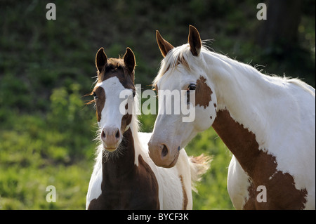 American Paint Horse (Equus caballus ferus), il ritratto di un mare con puledro. Foto Stock
