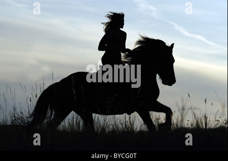 Welsh Cob (Equus caballus ferus). La donna a cavallo stagliano contro un cielo di sera. Foto Stock