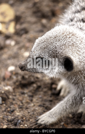 Un primo piano colpo alla testa ritratto di un bambino meerkat Suricata suricatta animale da uno zoo in Inghilterra, Regno Unito. Foto Stock