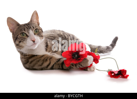 Tabby cat con papaveri ritratto in studio Foto Stock