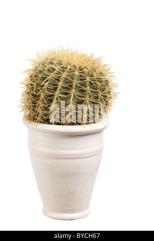 Cactus in un vaso Foto Stock