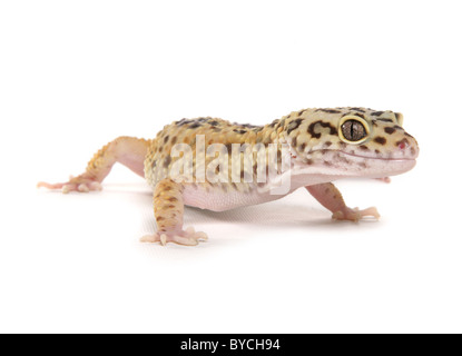 Leopard Gecko Eublepharis macularius ritratto in studio Foto Stock