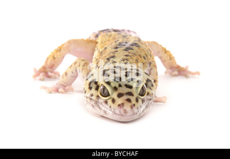 Leopard Gecko Eublepharis macularius ritratto in studio Foto Stock