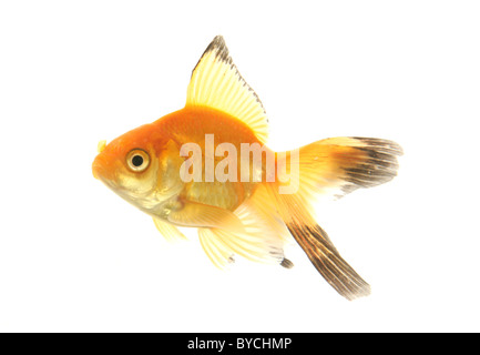 Fiocco goldfish ritaglio ritratto studio Foto Stock