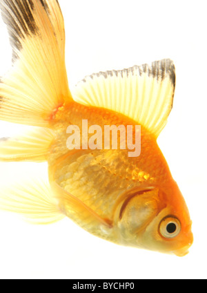 Fiocco goldfish ritaglio ritratto studio Foto Stock