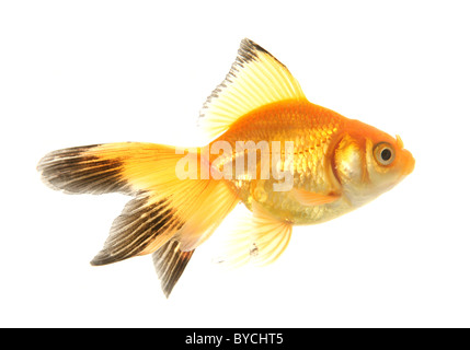 Fiocco goldfish ritaglio ritratto studio Foto Stock