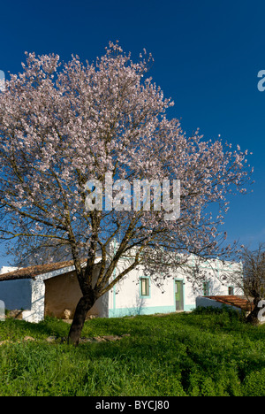 Il Portogallo, Algarve, mandorli e cottage rustico Foto Stock