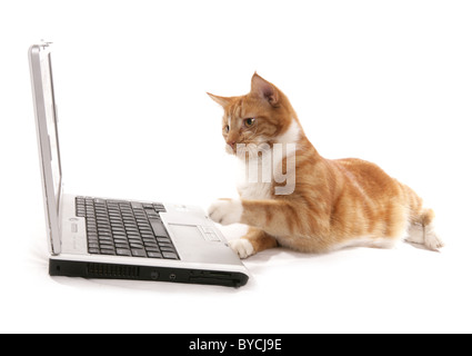 Lo zenzero cat giocando su un computer laptop ritratto in studio Foto Stock