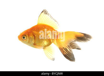 Fiocco goldfish ritaglio ritratto studio Foto Stock