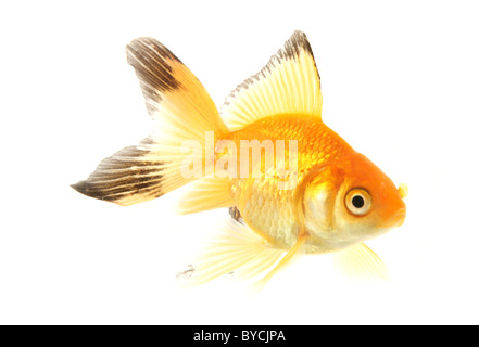 Fiocco goldfish ritaglio ritratto studio Foto Stock