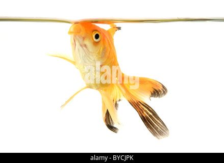 Fiocco goldfish ritaglio ritratto studio Foto Stock