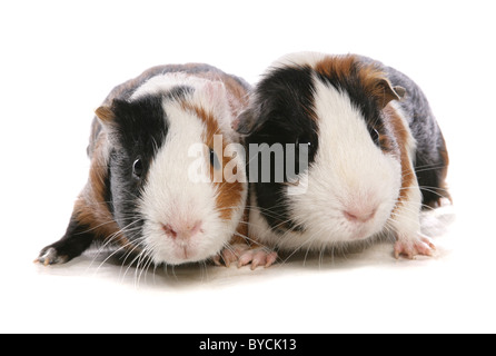 La cavia ritratti studio Foto Stock