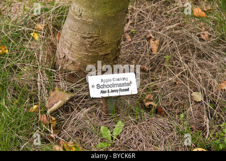 Etichetta di identificazione alla base di un albero di mele nella Comunità frutteto al tubo in Leicestershire. Foto Stock