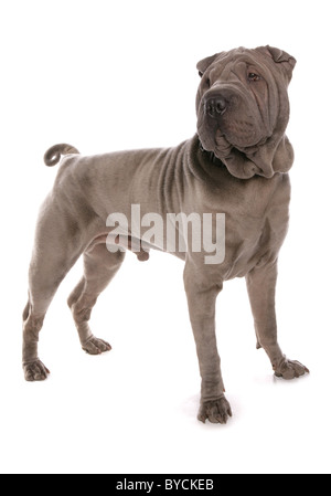 Blue shar-pei cane ritratto in studio Studio permanente Foto Stock