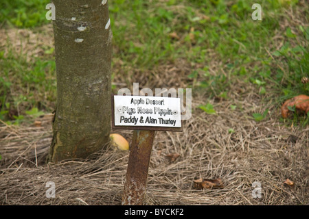 Etichetta di identificazione alla base di un albero di mele nella Comunità frutteto al tubo in Leicestershire. Foto Stock