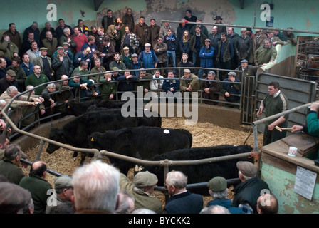 Ultimi giorni a Taunton Mercato del Bestiame prima di lasciare la città interna sito per il moderno mercato nuovo in autostrada. Foto Stock