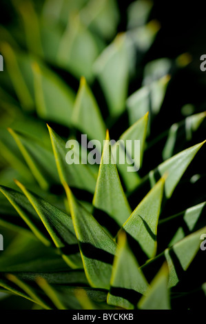 Sole mattutino evidenzia l'architettura di un monkeypuzzle albero che cresce nel sud-est della Gran Bretagna. Foto Jim Holden Foto Stock