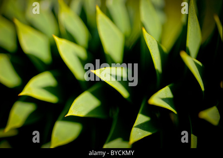 Sole mattutino evidenzia l'architettura di un monkeypuzzle albero che cresce nel sud-est della Gran Bretagna. Foto Jim Holden Foto Stock