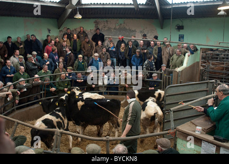 Ultimi giorni a Taunton Mercato del Bestiame prima di lasciare la città interna sito per il moderno mercato nuovo in autostrada. Foto Stock