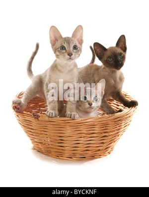 Tre blu tabby Tonkinese visone gattini maschio in un cestello ritratto studio Foto Stock