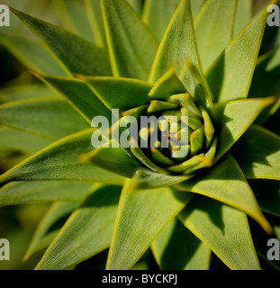 Sole mattutino evidenzia l'architettura di un monkeypuzzle albero che cresce nel sud-est della Gran Bretagna. Foto Jim Holden Foto Stock