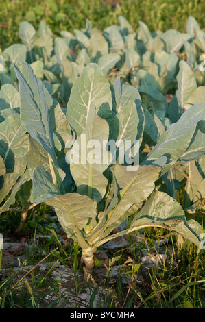 campo di cavolo cappuccio Foto Stock