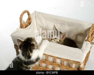 Due gattini giocando in un cestello in studio. Foto Stock