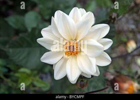 Bianco Fiore Dahlia Foto Stock