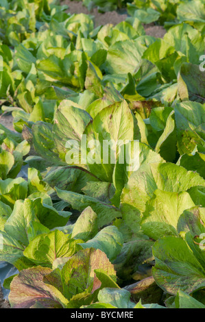 Campo di cicorie di Bruxelles,l'agricoltura biologica Foto Stock