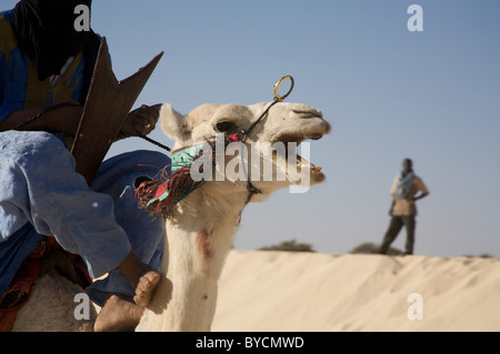 Camel racing al festival di musica nel deserto, essakane, vicino a Timbuctù, nel nord del Mali, Africa occidentale Foto Stock