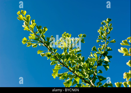 Retroilluminata Ginkgo Biloba foglie viste contro un cielo blu chiaro. Foto Stock