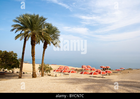 Ein Gedi oase presso il Mar Morto. Israele Foto Stock