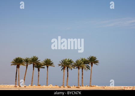 Ein Gedi oase presso il Mar Morto. Israele Foto Stock