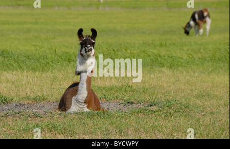 Un marrone e bianco alpaca giacente in un verde campo di erba di pascolo con orecchie perked up e una seconda alpaca alimentazione al pascolo nella distanza Foto Stock