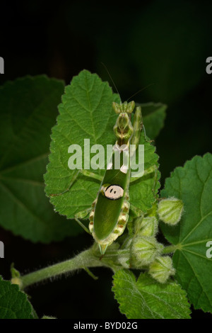 Un Creobroter sp. Mantis presso il Phra Bang Non-Area di caccia nella parte orientale della Thailandia. Foto Stock