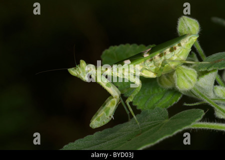 Un Creobroter sp. Mantis presso il Phra Bang Non-Area di caccia nella parte orientale della Thailandia. Foto Stock