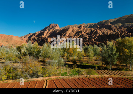 Roccia calcarea dita pioppi e campi coltivati con la luna in rosso Dades Gorge Marocco Foto Stock