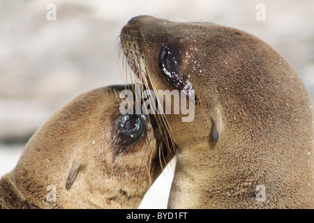 Due Sea Lion cuccioli insieme su Islote Mosquera nelle isole Galapagos Foto Stock