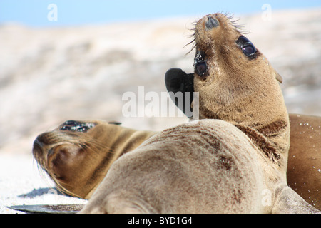 Due Sea Lion cuccioli insieme su Islote Mosquera nelle isole Galapagos Foto Stock