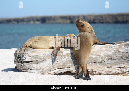 Due Sea Lion cuccioli insieme su Islote Mosquera nelle isole Galapagos Foto Stock