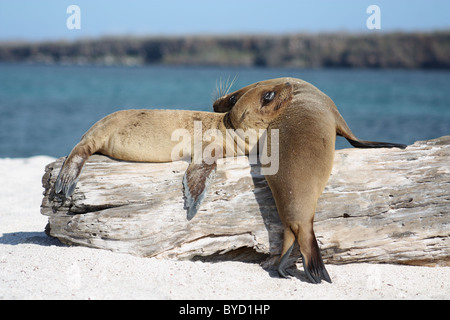 Due Sea Lion cuccioli insieme su Islote Mosquera nelle isole Galapagos Foto Stock