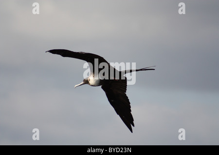 Fregata femmina uccello in volo Foto Stock