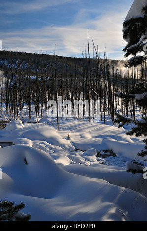 Fire foresta bruciato nella neve. Parco Nazionale di Yellowstone, Wyoming negli Stati Uniti. Foto Stock