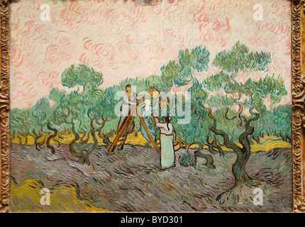 Le donne raccogliere le olive, 1889 da Vincent van Gogh, Foto Stock