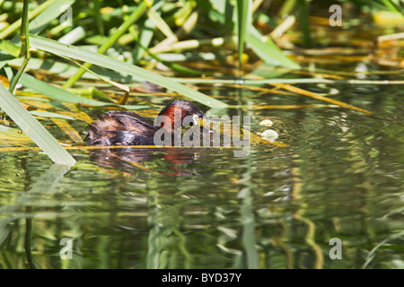 Tuffetto ( Tachybaptus ruficollis ) alimentazione sulle uova di molluschi Foto Stock