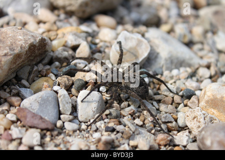 Pesca scuro Spider (Dolomedes tenebrosus) Foto Stock