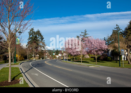 Alberi Lungo Strada Helmcken in vista Royal, BC, Canada. Foto Stock