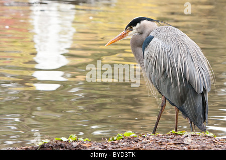 Un Airone blu (Ardea erodiade) sorge da un laghetto di Beacon Hill Park, Victoria, BC, Canada. Foto Stock