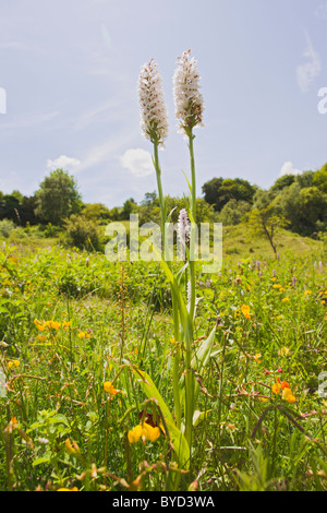 Fragranti Orchid ( Gymnadenia conopsea ) teste bianco Foto Stock